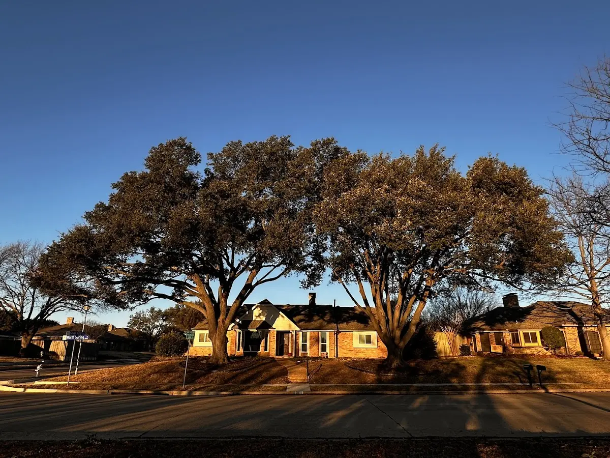 Established residential canopy tree shading a home in Decatur